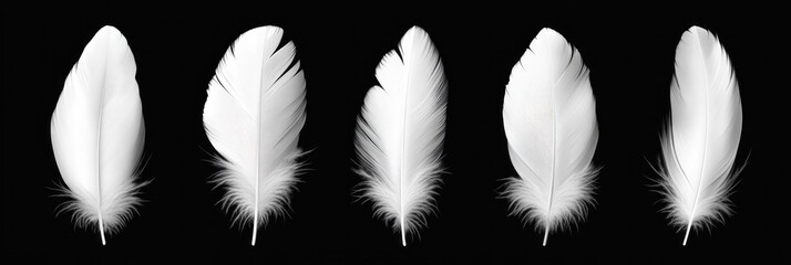 Obraz premium Five white feathers are displayed symmetrically on a solid black background, highlighting their intricate details and softness