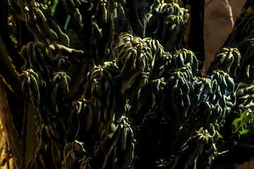 Close-up of a cactus with thorns in dark tones. Highlights the beauty of the Brazilian outback...