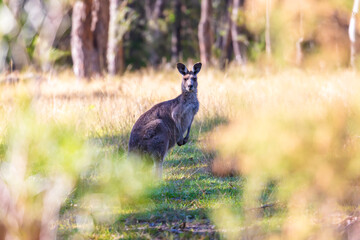 Photograph of an Australian Kangaroo standing in a grassy field in bushland on a sunny day in the Blue Mountains in Australia.