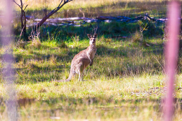 Photograph of an Australian Kangaroo standing in a grassy field in bushland on a sunny day in the Blue Mountains in Australia.