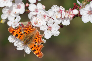 comma butterfly on blossom in southampton old cemetery 