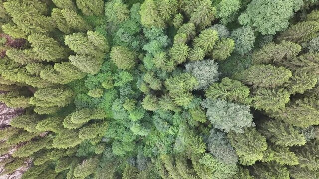 Sumela Monastery (S&uuml;mela Manastırı) Drone Video, Altındere National Park Ma&ccedil;ka, Trabzon Turkiye (Turkey)