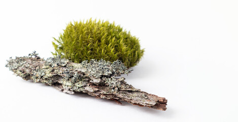 A natural podium made of wood with green moss for organic products on a white background. Space for copying.