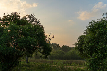 Fototapeta premium Beau Paysage à la foret de Parc national de Yala au Srilanka