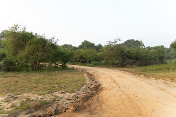 les routes dans la Foret de Yala - parc national au Srilanka