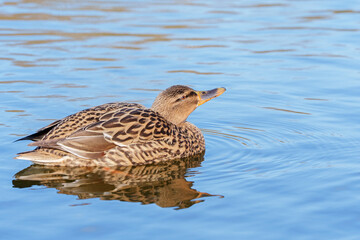 female mallard duck on southampton common