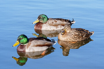 Three ducks on a pond