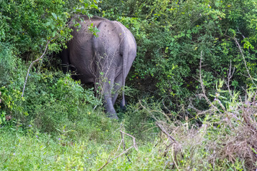 un éléphant au Parc national de Yala- au Srilanka 
