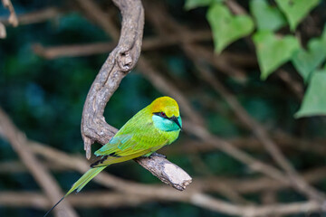 le guepier d'orient dant la foret Yala national parc au Srilanka