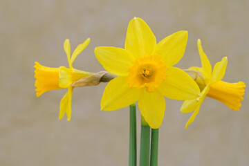 Three daffodils