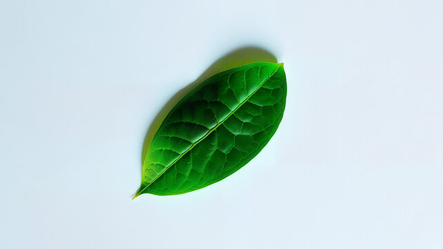 Green Leaf on a Light Background with Space for Text