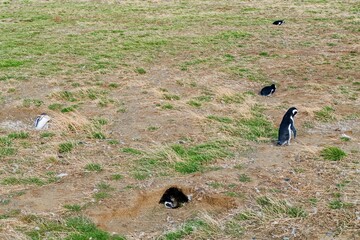 pinguin colony at isa magdalena patagonia chile