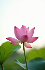Close-up shot of pink lotus flower in full bloom. Delicate petals, water lily at pond. Nature floral aesthetic in spring or summer. Peaceful, zen vibes, meditation background, spa and relaxation.