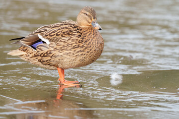 Female mallard duck on a frozen lake on southampton common