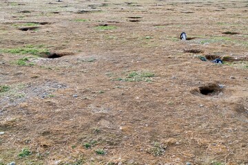 pinguin colony at isa magdalena patagonia chile