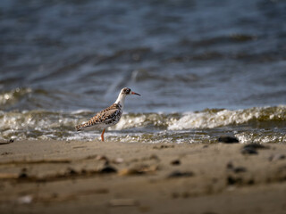 ruff (bird) on the beach