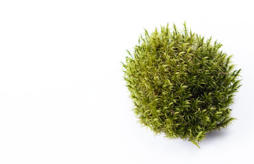 Green moss highlighted on a white background with space for text.