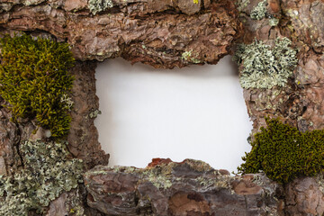 Pine bark frame with green moss . A place for text or advertising of natural products.