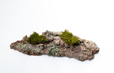 A natural podium made of wood with green moss for organic products on a white background. Space for copying.