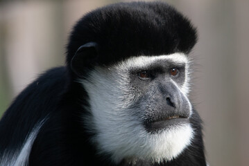 A captivating portrait of a colobus monkey with striking black and white fur and a focused gaze.