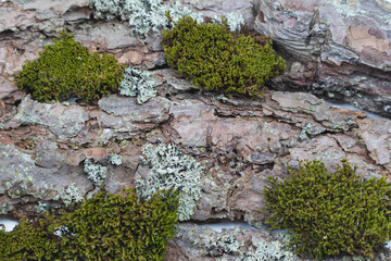Eco-friendly abstract background made of natural pine bark with green moss.