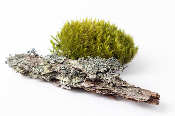 A natural podium made of wood with green moss for organic products on a white background. Space for copying.