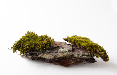 A natural podium made of wood with green moss for organic products on a white background. Space for copying.