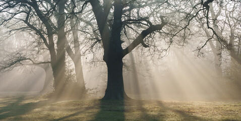 rays of morning sunlight on southampton common
