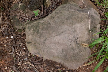 Textured Gray Rock Surrounded by Soil and Grass in Natural Setting