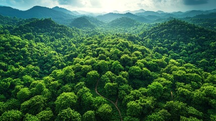 Cardamom thrives in South India's lush hills with winding narrow paths