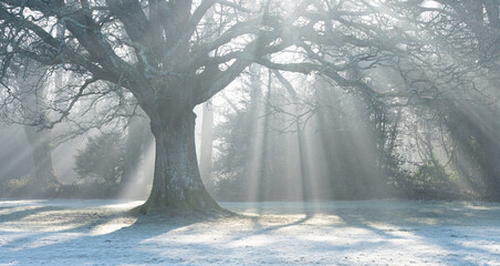 rays of morning sunlight on southampton common on a frosty morning 
