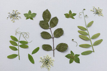 Herbarium of various green herbs on a white background. All kinds of green leaves from trees and shrubs are isolated. A variety of leaves.