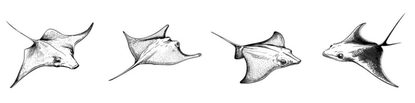 Various detailed illustrations of different species of rays in motion showcasing their unique features and shapes