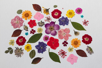 Herbarium, dry plants on a white background. Flowers, leaves, inflorescences, petals.