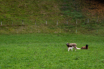 Sheep grazing on green pasture in countryside landscape