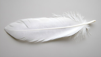 One white feather on a light gray background, close-up