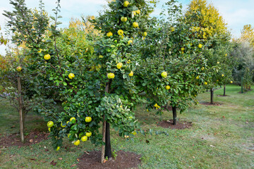 Fototapeta premium Japonica grow on trees in an orchard during the afternoon light