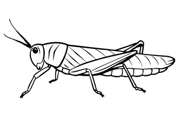 locust silhouette line art vector illustration with a white background