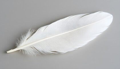 One white feather on a light gray background, close-up