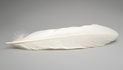 Obraz premium One white feather on a light gray background, close-up