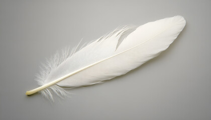 Obraz premium One white feather on a light gray background, close-up