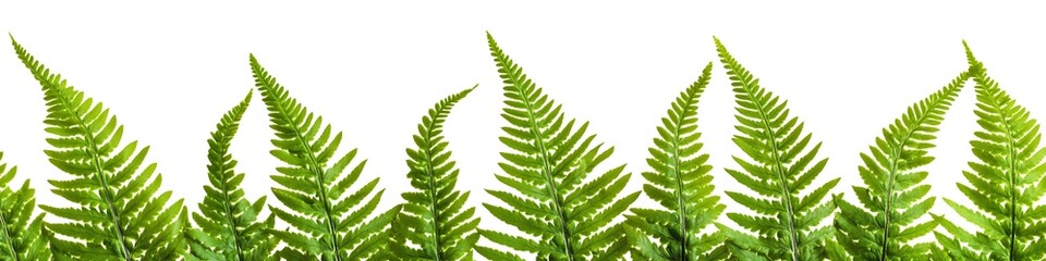 Fresh Ferns: A vibrant composition of lush, green ferns, their delicate fronds forming a graceful border against a pure backdrop, evoking a sense of natural beauty and serenity.