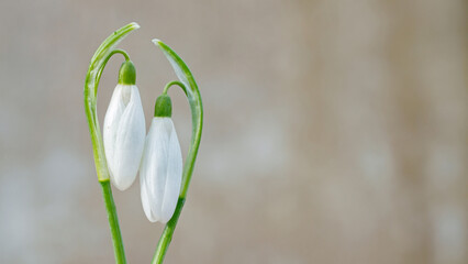 a pair of snowdrops