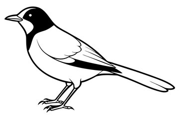 nightingale silhouette line art vector illustration with a white background