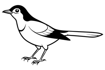 nightingale silhouette line art vector illustration with a white background