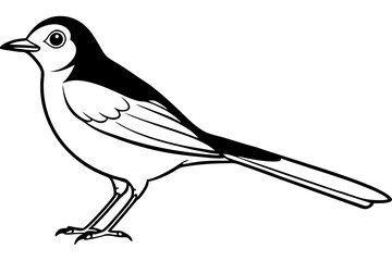 nightingale silhouette line art vector illustration with a white background