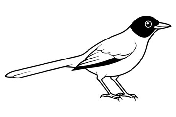 nightingale silhouette line art vector illustration with a white background