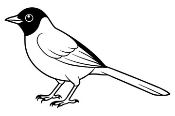 nightingale silhouette line art vector illustration with a white background