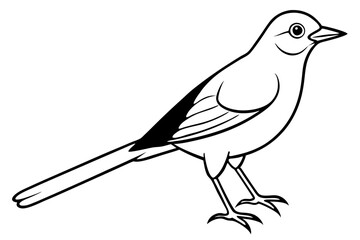nightingale silhouette line art vector illustration with a white background