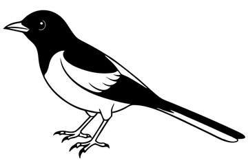 nightingale silhouette line art vector illustration with a white background
